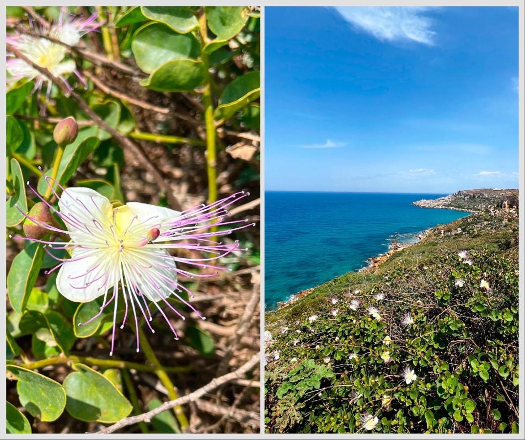 Xagħra Encanto Vegetarian Bed & Breakfast Bed & Breakfast エクステリア 写真